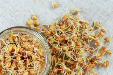 Germinated buğday taneleri