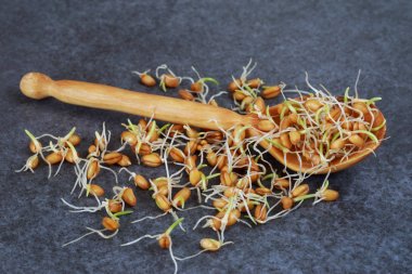 Germinated buğday taneleri