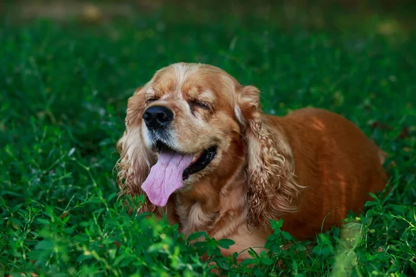 Pies rasy Cocker Spaniel amerykański — Zdjęcie stockowe