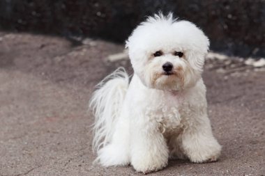 köpek doğurmak Malta bichon