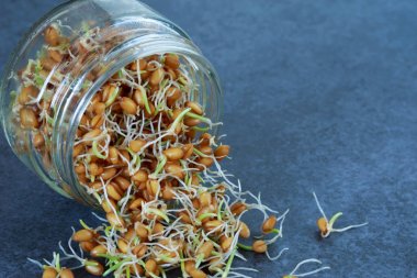 Germinated buğday taneleri