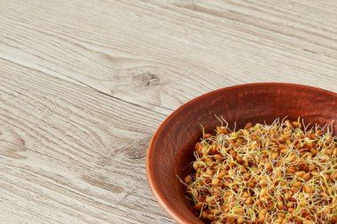 Germinated buğday taneleri