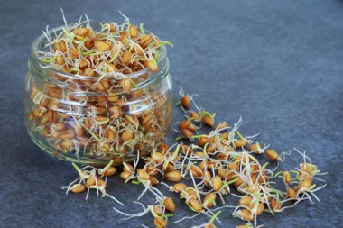 Germinated buğday taneleri