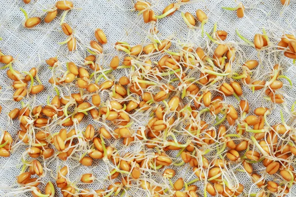 Cereali di frumento germinato — Foto Stock
