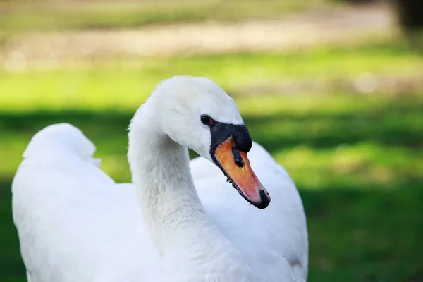Белый красивый лебедь — стоковое фото
