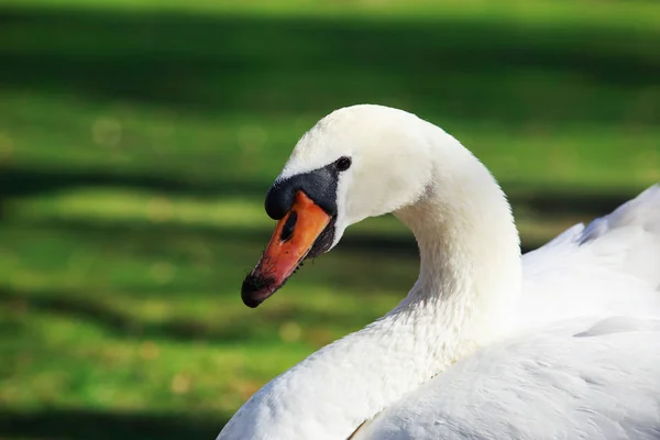 Білий прекрасного лебедя — стокове фото