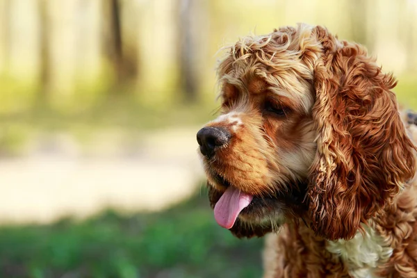 Dog breed American Cocker Spaniel — Stock Photo, Image