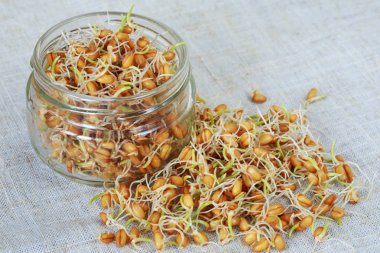 Germinated buğday taneleri