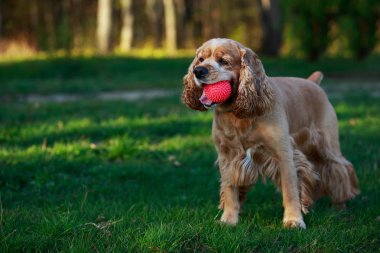 Amerikan Cocker Spaniel köpek doğurmak