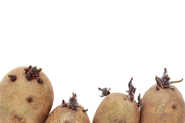 As batatas com brotos — Fotografia de Stock