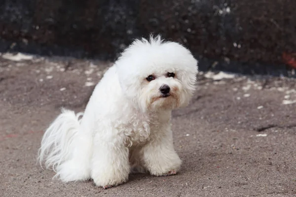 Köpek doğurmak Malta bichon — Stok fotoğraf