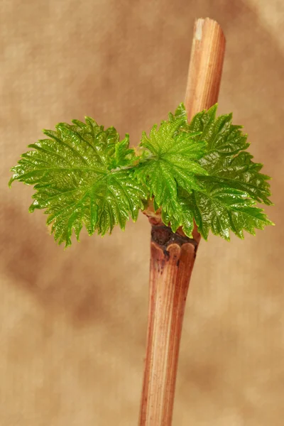 Sprout of grapes — Stock Photo, Image