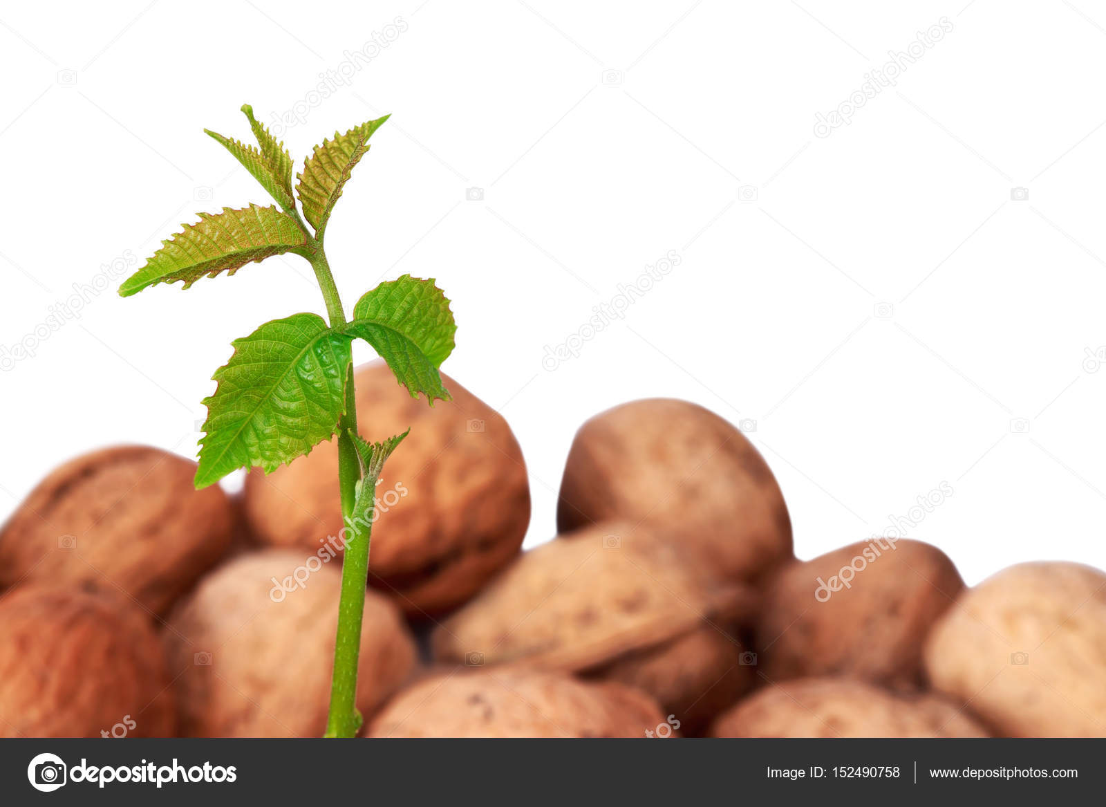 Unga tuber