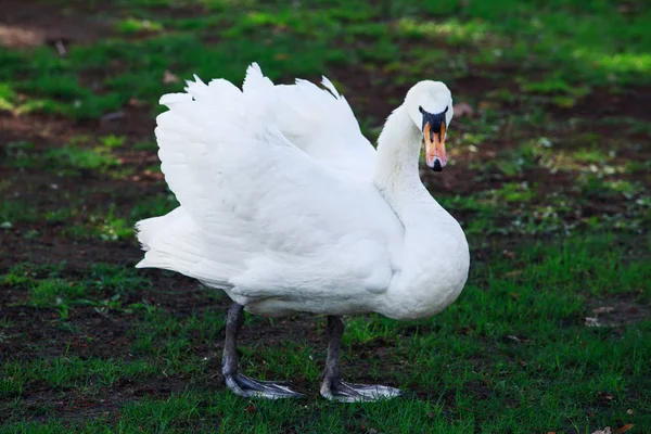 Cisne blanco hermoso — Foto de Stock