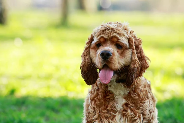 Hondenras American Cocker Spaniel — Stockfoto