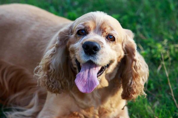 Race de chien American Cocker Spaniel — Photo