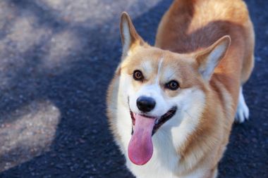 Galce corgi pembroke