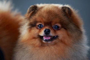 Turuncu Pomeranya köpeği