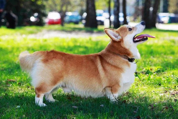 Galês Corgi Pembroke — Fotografia de Stock