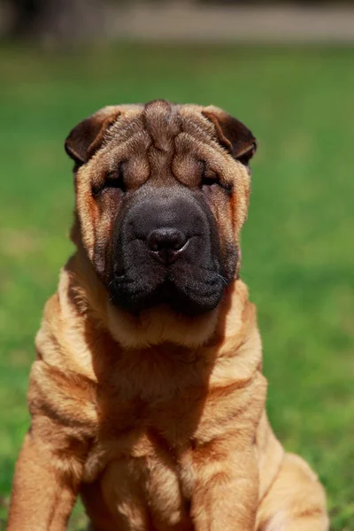 Chien Shar Pei assis — Photo