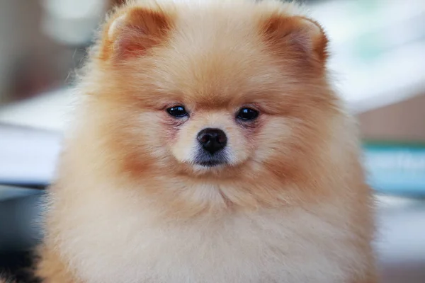 橙色的博美犬狗 — 图库照片