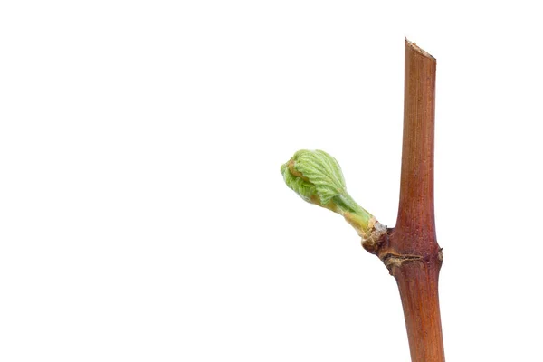 Sprout of grapes — Stock Photo, Image