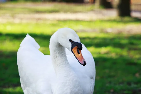 Cisne blanco hermoso — Foto de Stock