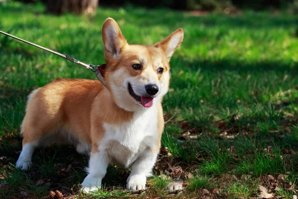 Welsh Corgi Pembroke — Stock Photo, Image