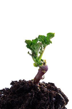 Patates yeşil sürgünler