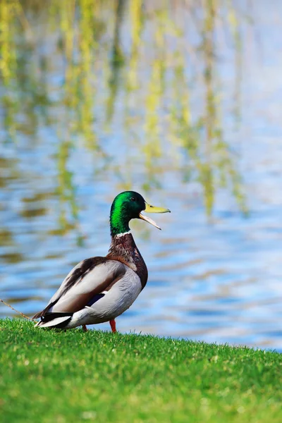 Pato en la hierba — Foto de Stock