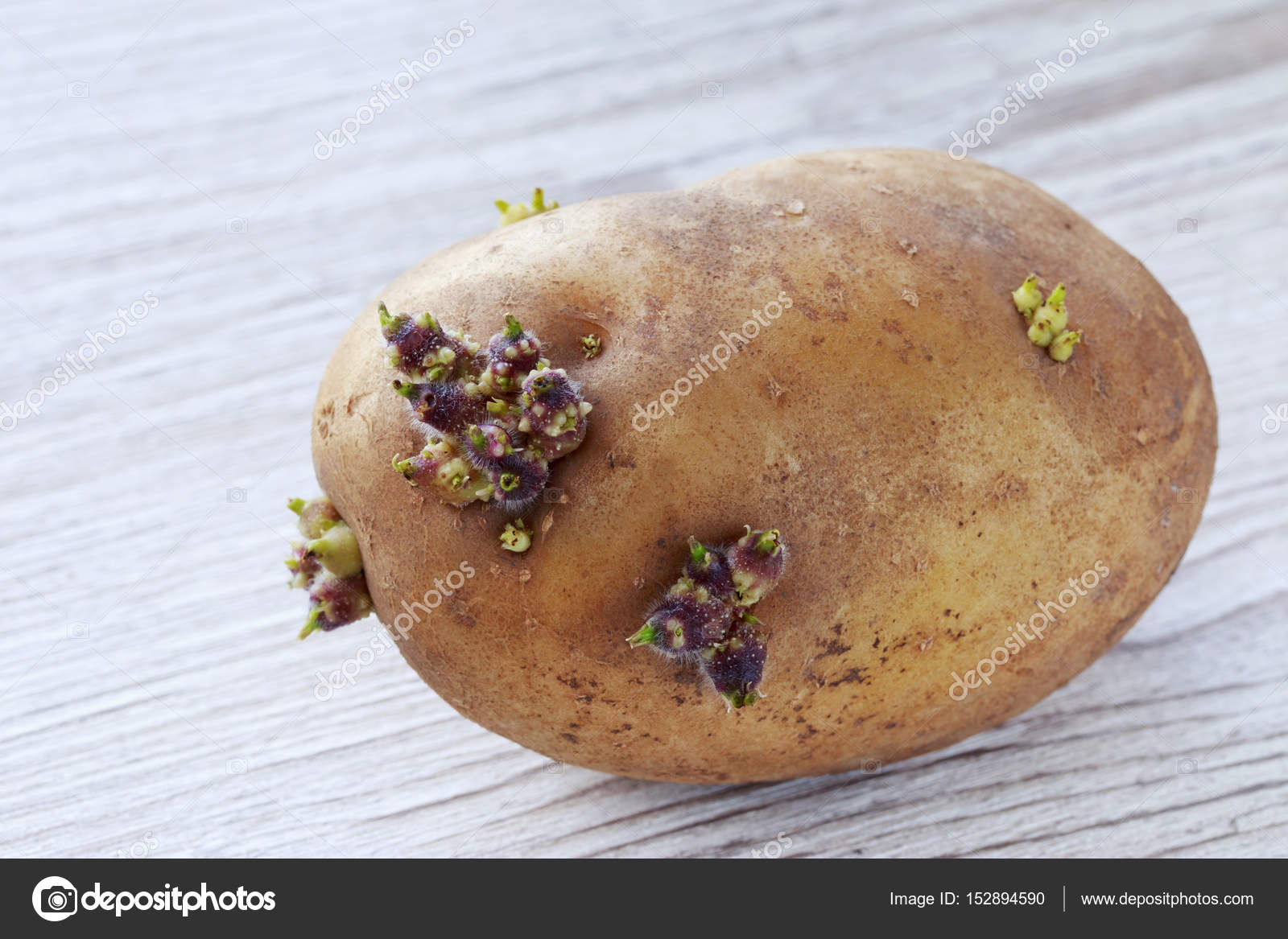 Можно ли есть картошку если она проросла. Почернение ростков картофеля. Проросший клубень картофеля. Пророщенный картофель. Картофель с отростками.