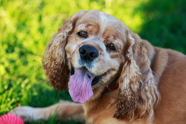 Pies rasy Cocker Spaniel amerykański — Zdjęcie stockowe