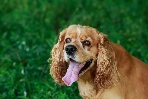 Race de chien American Cocker Spaniel — Photo