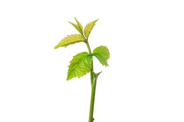 Young walnut sprout — Stock Photo, Image