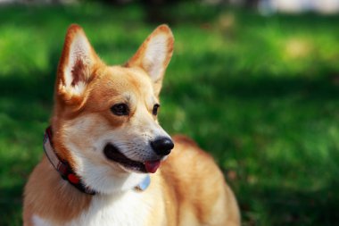 Galce corgi pembroke