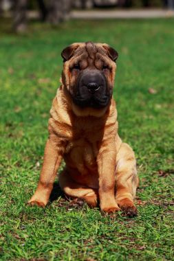 Shar Pei köpek oturan