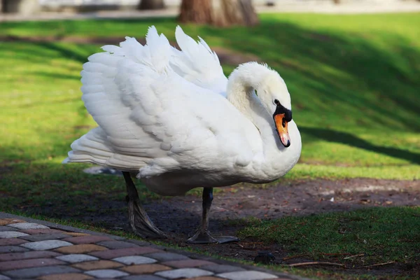 Cisne blanco hermoso — Foto de Stock