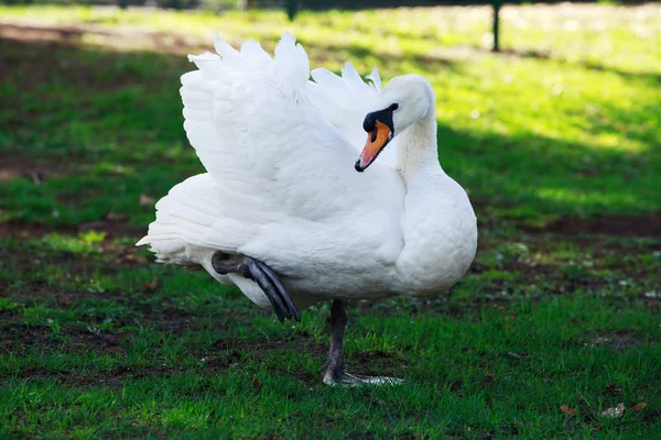 Cisne blanco hermoso — Foto de Stock