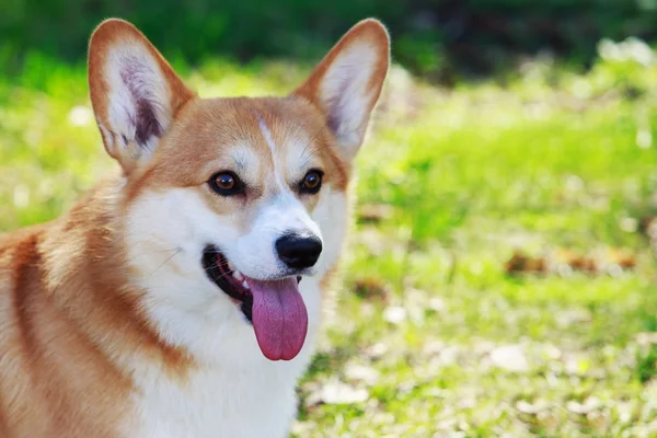 웨일즈 어 corgi 팸 브 룩 — 스톡 사진