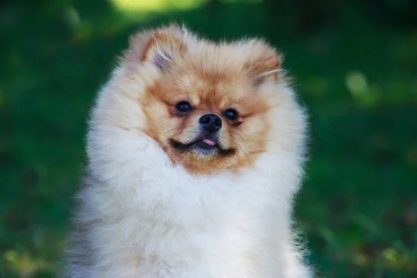 Laranja cão pomerano — Fotografia de Stock