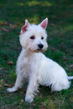 Batı Highland Beyaz Teriyeri