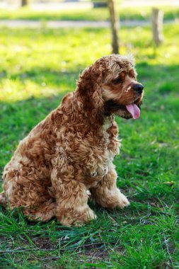 Amerikan Cocker Spaniel köpek doğurmak