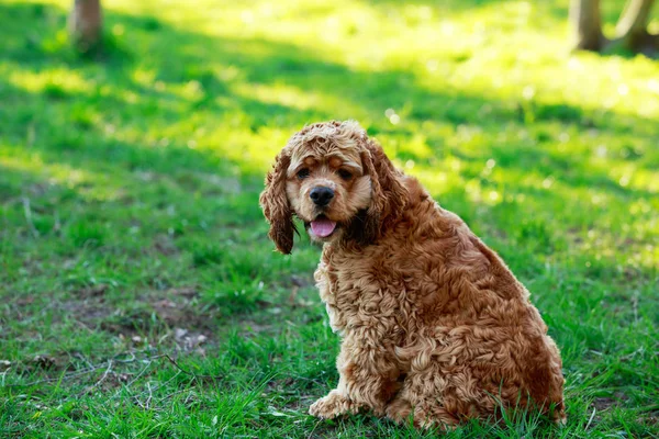 Raça cão American Cocker Spaniel — Fotografia de Stock