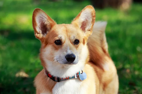 Welsh Corgi Pembroke — Zdjęcie stockowe