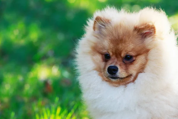 Orange pomeranian hund — Stockfoto