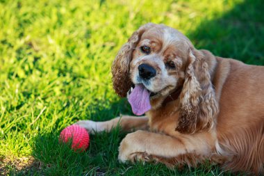 Amerikan Cocker Spaniel köpek doğurmak