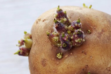 Patates filizi ile