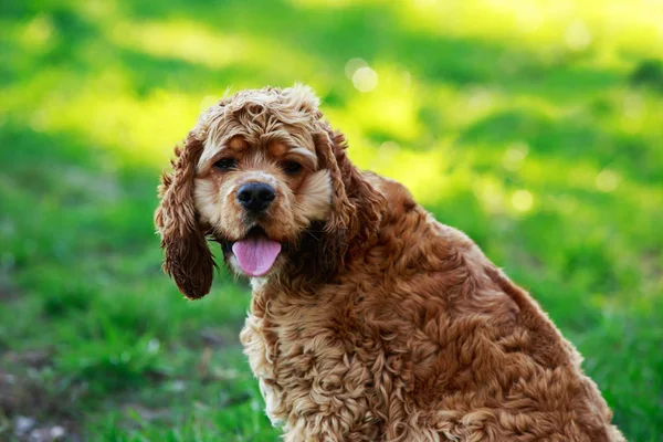 Hund rasen amerikansk Cocker Spaniel — Stockfoto