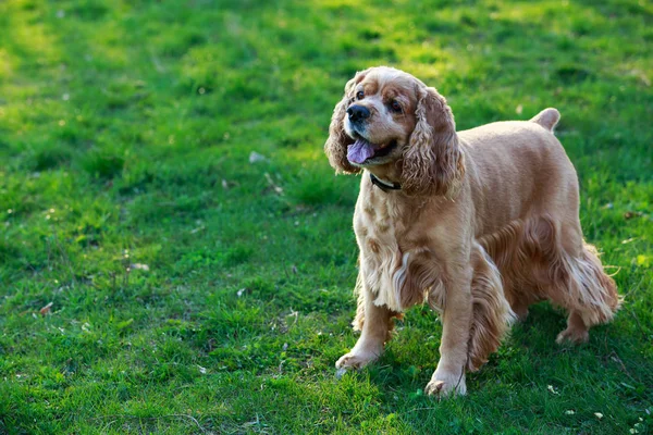 Pies rasy Cocker Spaniel amerykański — Zdjęcie stockowe