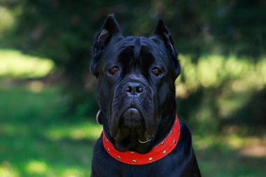 dog breed cane corso italiano